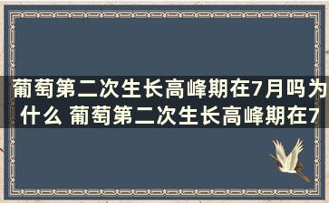 葡萄第二次生长高峰期在7月吗为什么 葡萄第二次生长高峰期在7月吗对吗